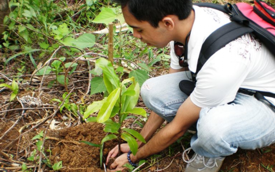 a young man is planting a tree 