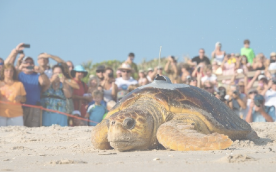 turtle race