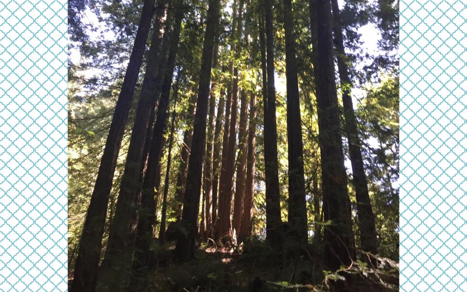 redwoods